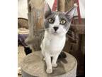Adopt VALENTINA a White (Mostly) Domestic Shorthair (short coat) cat in Lower
