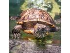 Adopt Princess a Turtle - Water reptile, amphibian, and/or fish in Golden