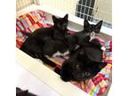 Adopt Onion a All Black Domestic Shorthair / Domestic Shorthair / Mixed cat in