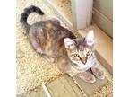 Adopt Biscuit a Gray or Blue Domestic Shorthair / Domestic Shorthair / Mixed cat