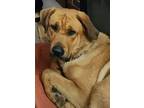 Adopt Siete a Tan/Yellow/Fawn Mastiff / Mixed dog in Eugene, OR (41417714)