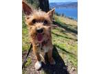 Adopt Moonpie a Brown/Chocolate Cairn Terrier dog in Kelowna, BC (41026731)