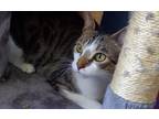 Adopt Gigachad a Tortoiseshell Domestic Shorthair / Mixed (short coat) cat in