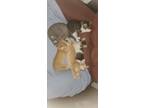 Adopt 4 Kittens a Black & White or Tuxedo American Shorthair / Mixed (short