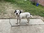 Adopt Pongo a White - with Black American Pit Bull Terrier / Dalmatian / Mixed