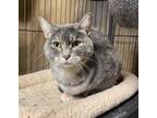 Adopt DEMI a Gray, Blue or Silver Tabby Domestic Shorthair (short coat) cat in