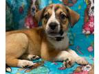 Adopt Edith a Brown/Chocolate - with White Australian Cattle Dog / Border Collie