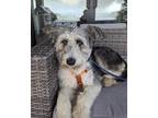 Adopt Leigha a White Standard Schnauzer dog in Kelowna, BC (41226923)