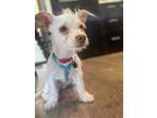 Adopt Ruby-Roo - Adoption Pending a White Cairn Terrier dog in Kelowna