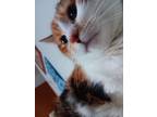 Adopt Cookie a Calico or Dilute Calico Calico / Mixed (long coat) cat in West