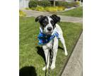 Adopt Karsten a White - with Black Border Collie / Mixed dog in Lynnwood