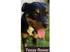 Adopt COCO a Black - with Tan, Yellow or Fawn Rottweiler / Mixed dog in Locust