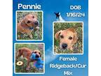 Adopt Pennie a Brown/Chocolate Black Mouth Cur / Rhodesian Ridgeback / Mixed dog