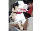 Adopt Grimner a Merle Catahoula Leopard Dog / Mixed dog in Indianapolis