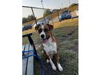 Adopt Kidd a Tan/Yellow/Fawn - with White Boxer / Labrador Retriever / Mixed dog