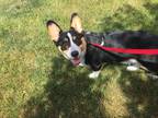 Adopt Twix a Tricolor (Tan/Brown & Black & White) Corgi / Mixed dog in