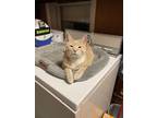 Adopt Gracie a Cream or Ivory American Shorthair / Mixed (short coat) cat in