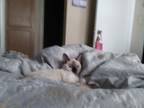 Adopt Blu a Brown Tabby Persian / Mixed (short coat) cat in Benbrook