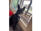 Adopt Lena a Black Cairn Terrier / Mixed dog in Chickamauga, GA (41417715)