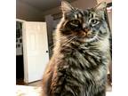 Adopt Dobby a Brown Tabby Maine Coon / Mixed (long coat) cat in Murrieta