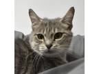 Adopt Gracie a Domestic Shorthair / Mixed (short coat) cat in Lunenburg
