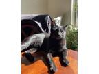 Adopt Draygo a Black (Mostly) American Shorthair / Mixed (short coat) cat in
