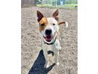 Adopt Ronan a Mixed Breed (Medium) / Mixed dog in Duluth, MN (41379887)