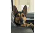 Adopt Nico a Black German Shepherd Dog / Mixed dog in Fort Worth, TX (40945652)