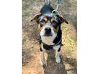 Adopt Smooch a Tricolor (Tan/Brown & Black & White) Mixed Breed (Small) / Mixed