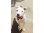 Adopt Myla a White - with Black American Pit Bull Terrier / Mixed dog in