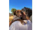 Adopt Sasha a Brown/Chocolate - with White American Pit Bull Terrier /
