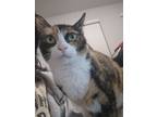 Adopt Cisco a Calico or Dilute Calico Calico / Mixed (short coat) cat in