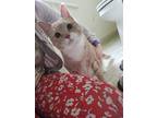 Adopt Cinnamon a Domestic Shorthair / Mixed (short coat) cat in Sewell