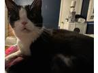 Adopt Fiona a Domestic Shorthair / Mixed (short coat) cat in Sewell