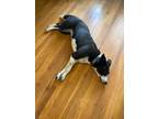 Adopt Sadie a Black - with White Border Collie / Mixed dog in Pleasanton