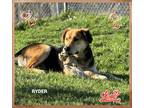 Adopt Ryder a Shepherd (Unknown Type) / Collie / Mixed dog in Orangeville