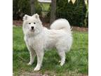 Adopt Stella a White Samoyed / Mixed dog in Toms River, NJ (41402615)