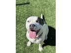 Adopt Augustus a White American Pit Bull Terrier / Mixed dog in Fresno