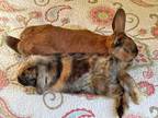 Adopt Pablo and Bene a Harlequin Lop-Eared / Mixed (short coat) rabbit in