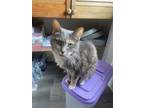 Adopt Katie a Domestic Shorthair / Mixed cat in Bluefield, WV (41240889)