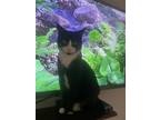 Adopt Scary Spice a Black & White or Tuxedo Domestic Shorthair / Mixed cat in