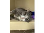 Adopt Paddy a Gray or Blue (Mostly) Domestic Shorthair / Mixed cat in Bluefield