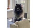Adopt Adopted a Gray/Blue/Silver/Salt & Pepper Chow Chow / Mixed dog in