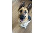 Adopt Luna a Brown/Chocolate German Shepherd Dog dog in Manhattan Beach