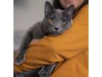 Adopt Cosmo a Gray or Blue (Mostly) American Shorthair / Mixed (short coat) cat
