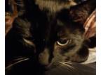 Adopt Binx a All Black Domestic Shorthair / Mixed (short coat) cat in Canby