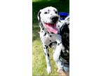 Adopt Cow a White - with Black Dalmatian / Mixed dog in Rogers, MN (41417166)