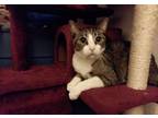 Adopt Charlie a Brown Tabby Domestic Shorthair / Mixed (short coat) cat in
