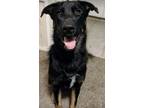Adopt Maggie a Black - with Tan, Yellow or Fawn German Shepherd Dog / Husky /