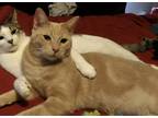 Adopt Yandu a Tan or Fawn Tabby Domestic Shorthair / Mixed (short coat) cat in